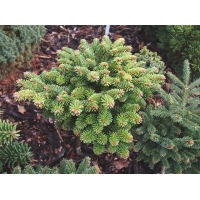 Abies koreocarpa'Auweiler' 