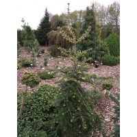 Abies balsamea'Weeping Larry' 