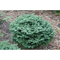 Abies balsamea'kiwi' 