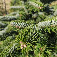 Abies delavayi'Green Giant' 