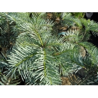 Abies grandis'Leuteneggeri' 