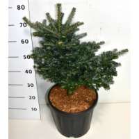 Abies koreana'Discus' 
