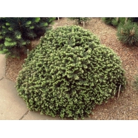 Abies koreana'Cis' 