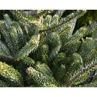 Abies koreana'Silberlocke' 