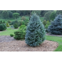 Abies lasiocarpa'Compacta' 