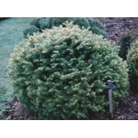 Abies lasiocarpa'Green Globe' 