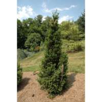 Abies alba'Pyramidalis' 