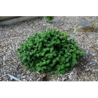 Abies balsamea'Piccolo' 