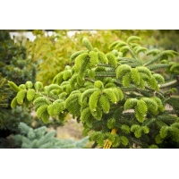 Abies cephalonica'Meyer's Dwarf' 