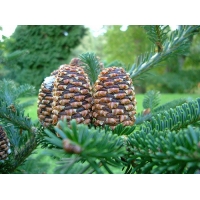 Abies fraseri 