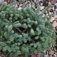 Abies koreana'Blue Emperor' 