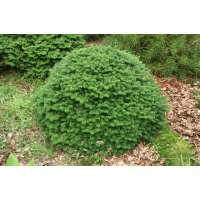 Abies koreana'Brilliant' 