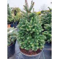 Abies koreana'Discus' 