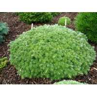 Abies koreana'Kristallkugel' 