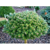 Abies koreana'Silberperle' 