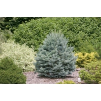 Abies amabilis'compacta' 