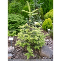 Abies balsamea'Argentea' 