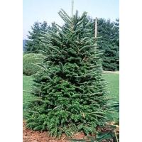 Abies fraseri 