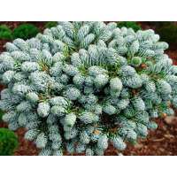 Abies koreans'Kohout's Icebreaker' 