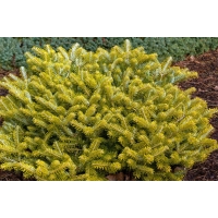 Abies koreana'Golden Glow'' 