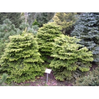 Abies nordmanniana'Barabits Compact' 