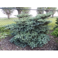 Abies koreana'Blue Magic' 