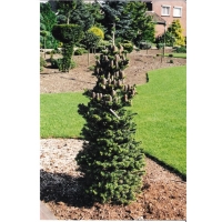 Abies koreana'Gait'