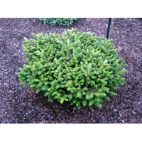 Abies koreana'Oberon' 