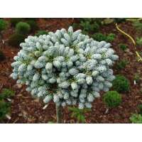 Abies koreana'Kohout's Icebreaker' 