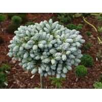 Abies koreana'Kohout's Icebreaker' 