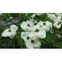 Cornus'Ascona' 