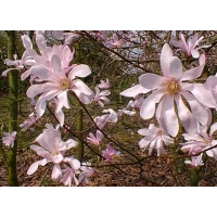 Magnolia loebneri'Leonard Messel' 