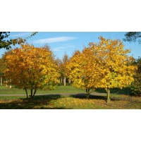 Acer cappadocicum 