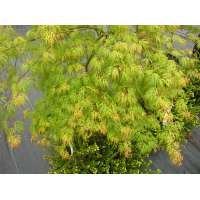 Acer palmatum'Emerald Lace' 