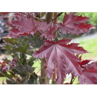 Acer platanoides'Crimson Sentry' 