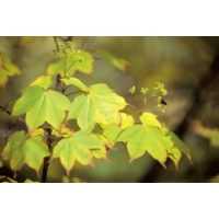 Acer cappadocium'Aureum' 