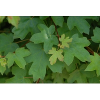 Acer campestre'Elsrijk' leiboom 
