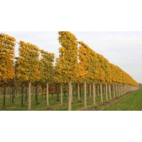 Acer campestre'Elsrijk' leiboom 