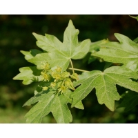 Acer campestre'Nanum' 