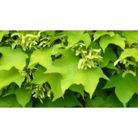 Acer cappadocium'Aureum' 