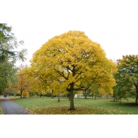 Acer cappadocium'Aureum' 