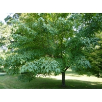 Acer davidii 