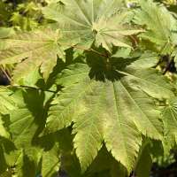 Acer japonicum'Vitifolium 