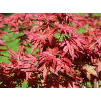 Acer palmatum'Beni-Maiko' 