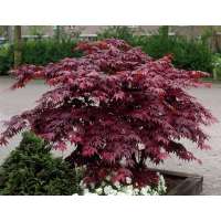 Acer palmatum'Bloodgood' 