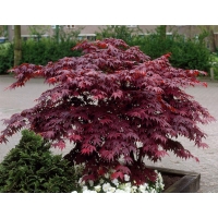 Acer palmatum'Bloodgood' 
