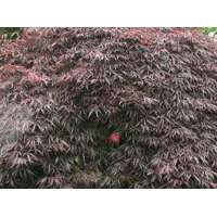 Acer palmatum'Inabe Shidare' 