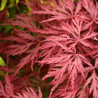 Acer palmatum'Royal Garnet' 