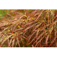 Acer palmatum'Ornatum' 