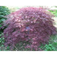 Acer palmatum'Ornatum' 